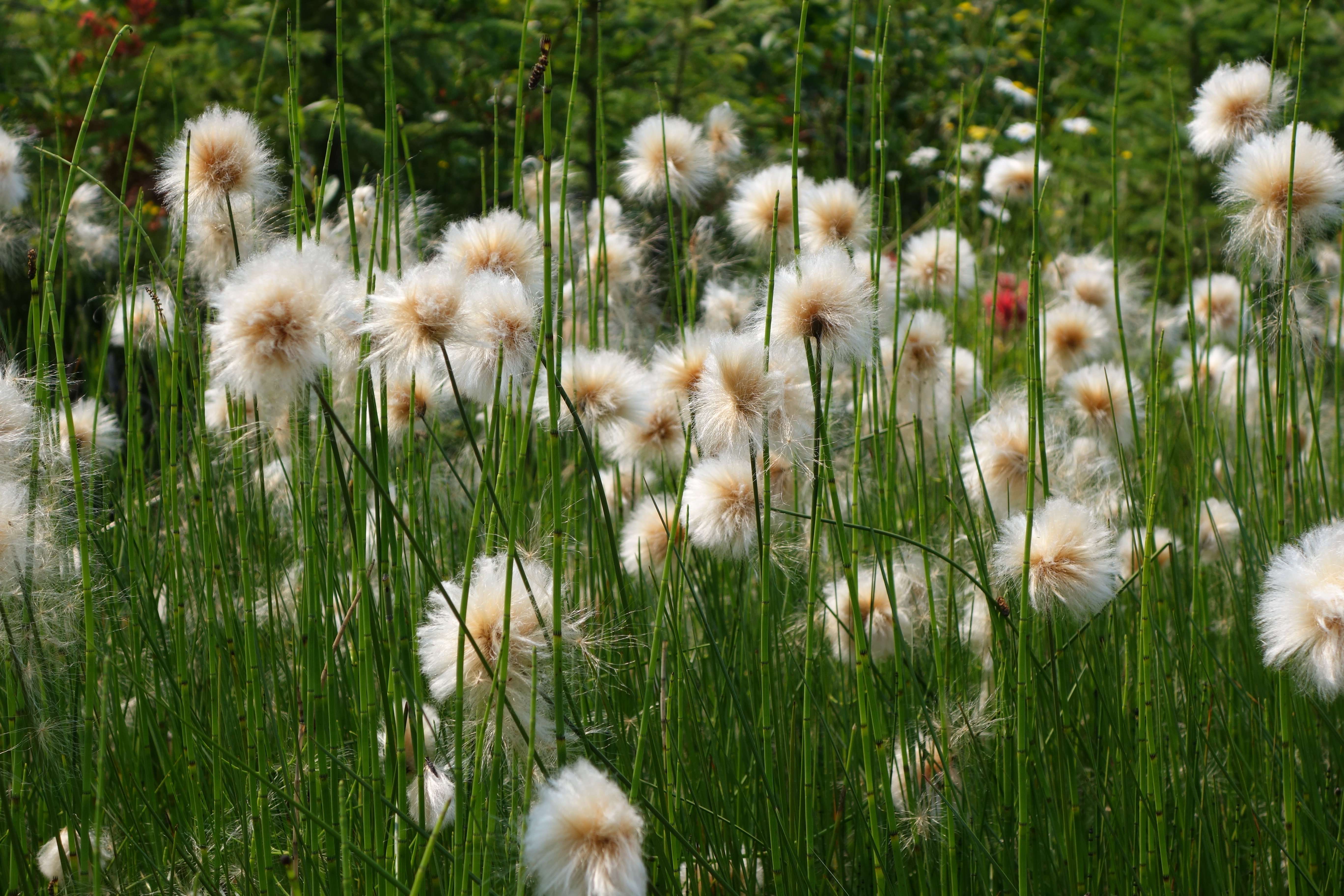 fluffy grasses