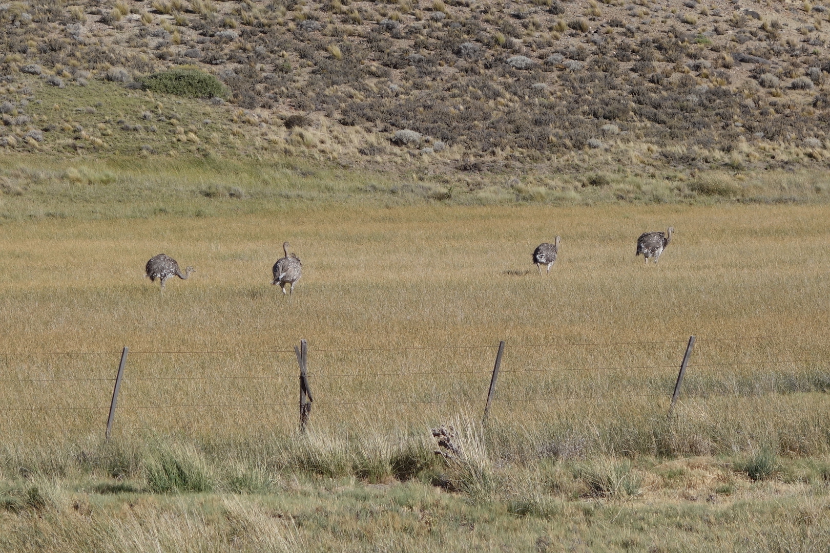 0072: Into Las Pampas - Argentina Part 2